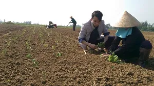 Nông dân Huyện Cẩm Xuyên xuống giống trồng cây dược liệu